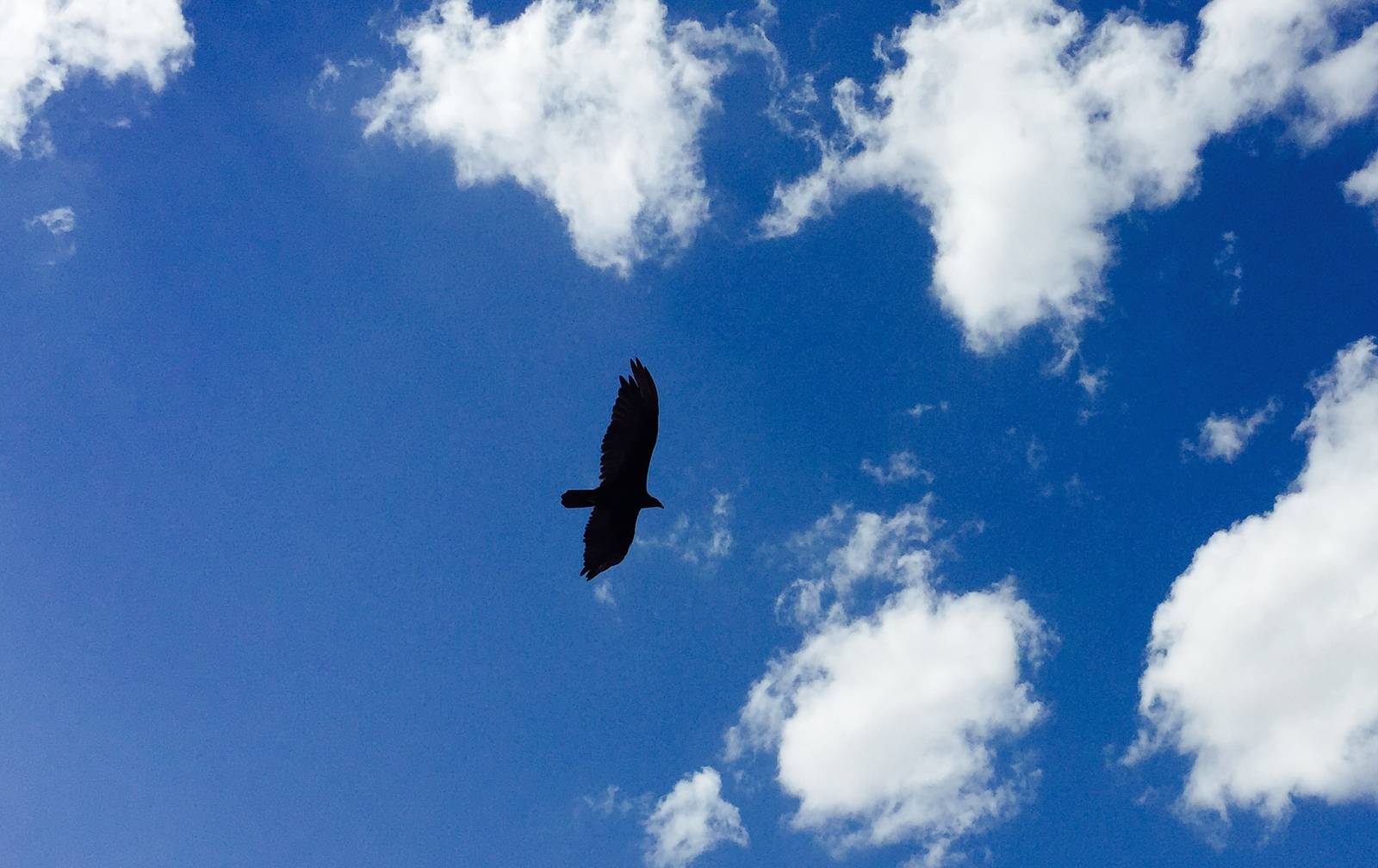 Turkey Vulture - Texas