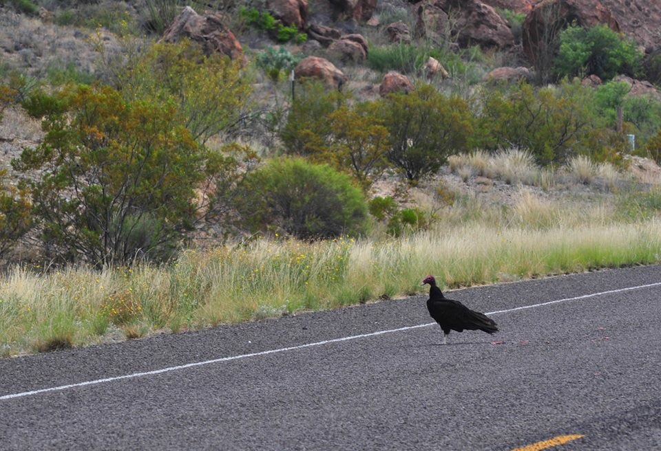 Turkey Vulture - Texas