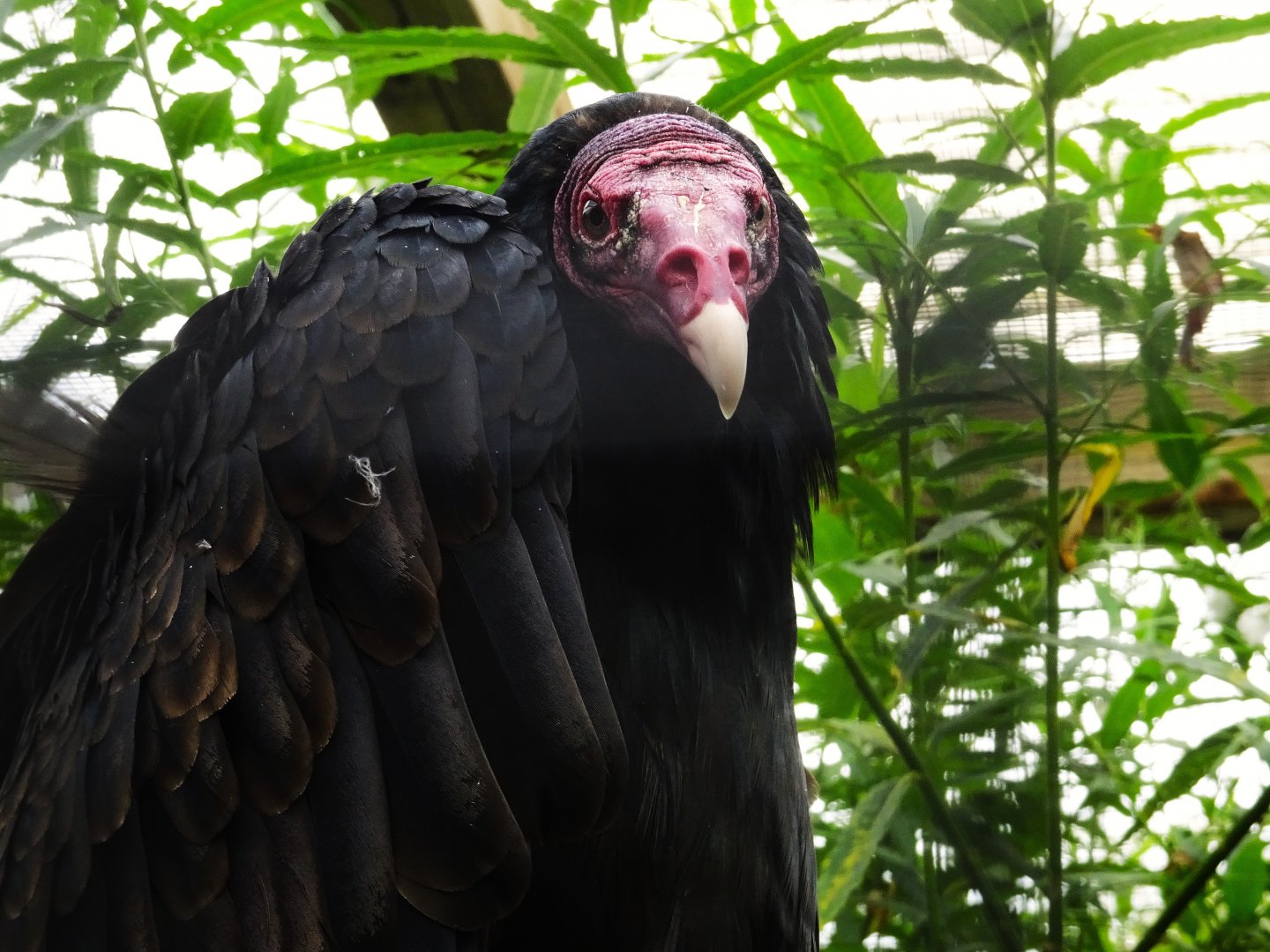 Turkey Vulture, Wild Discovery, 2 August 2025