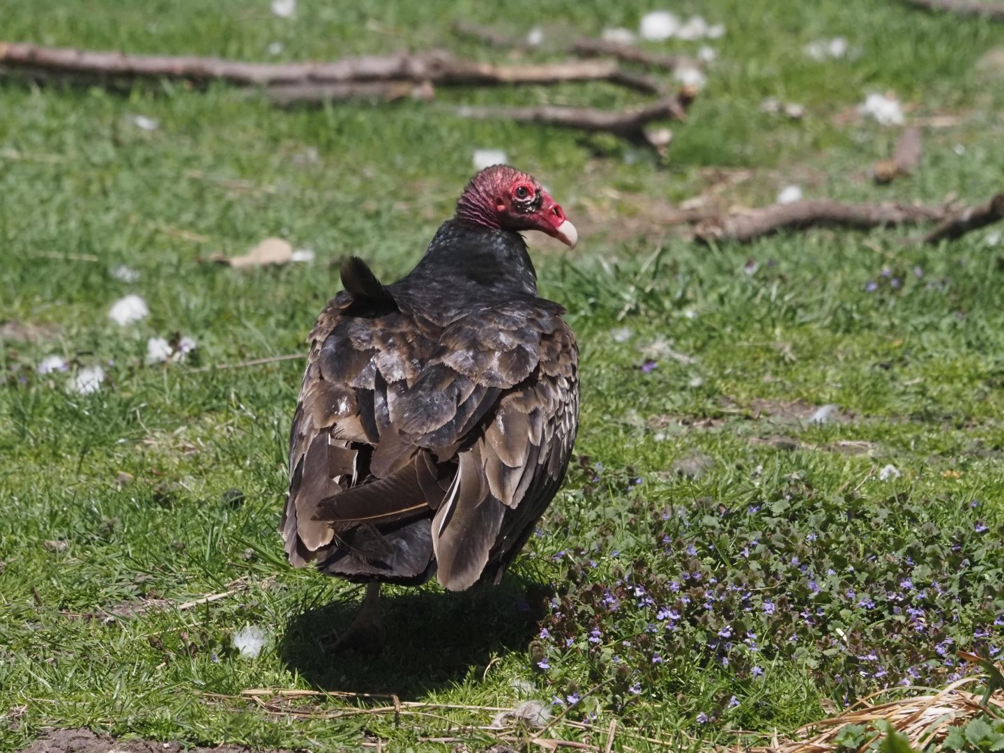 Turkey Vulture (Wild)
