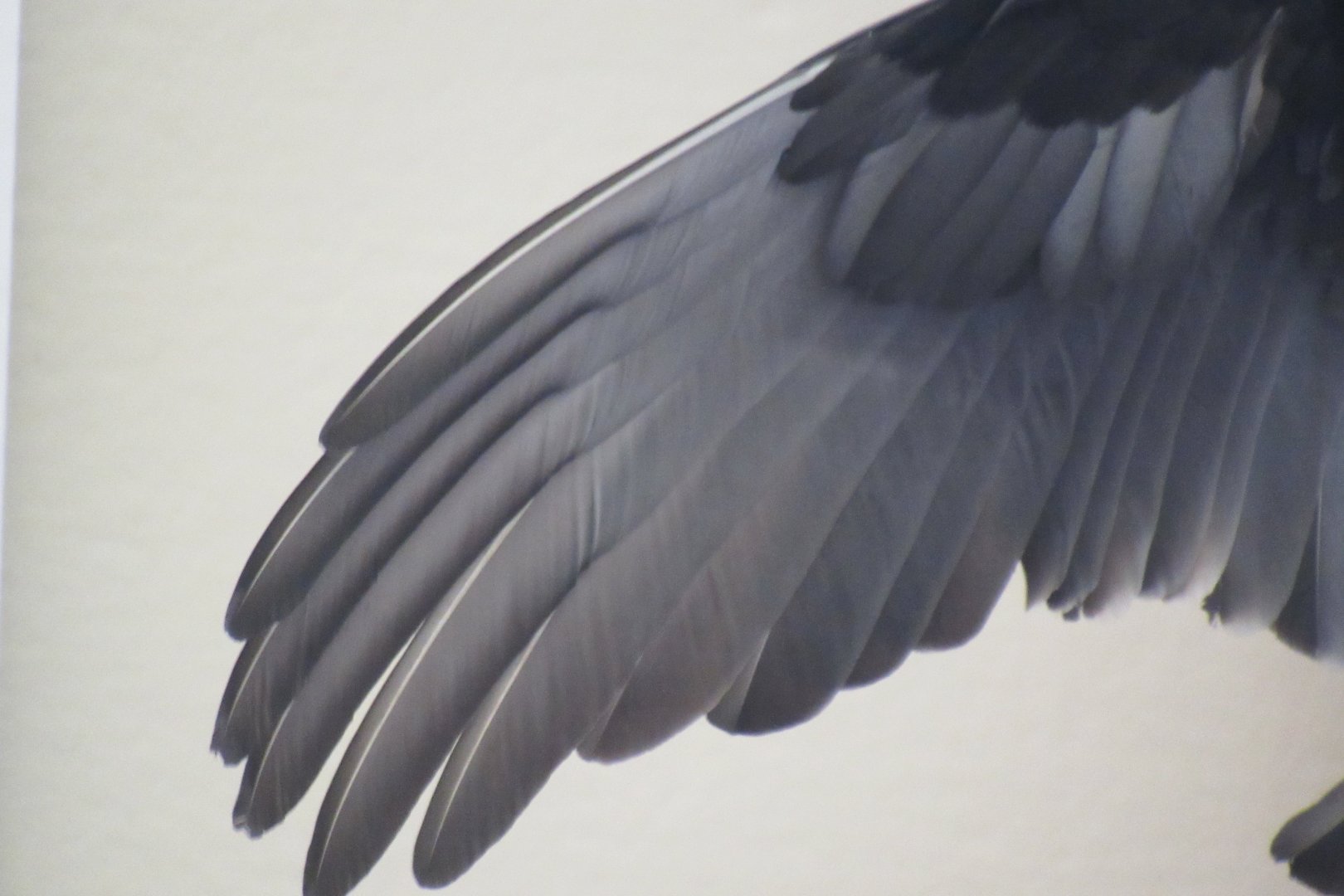 turkey vulture wing