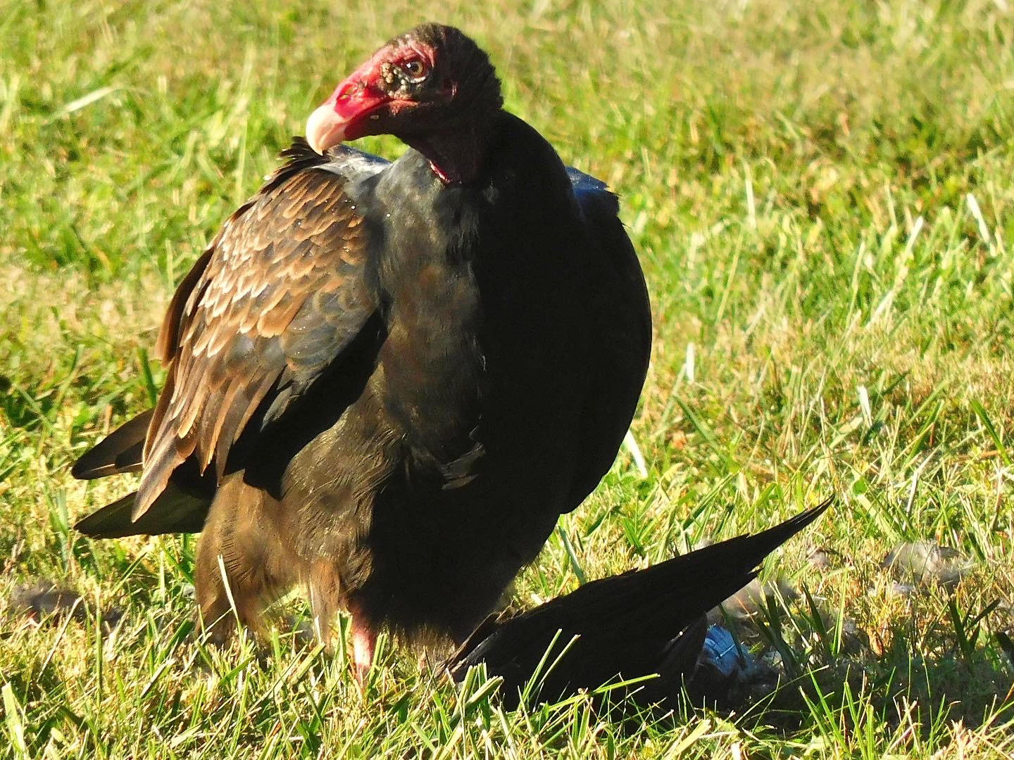 Turkey vulture with its meal