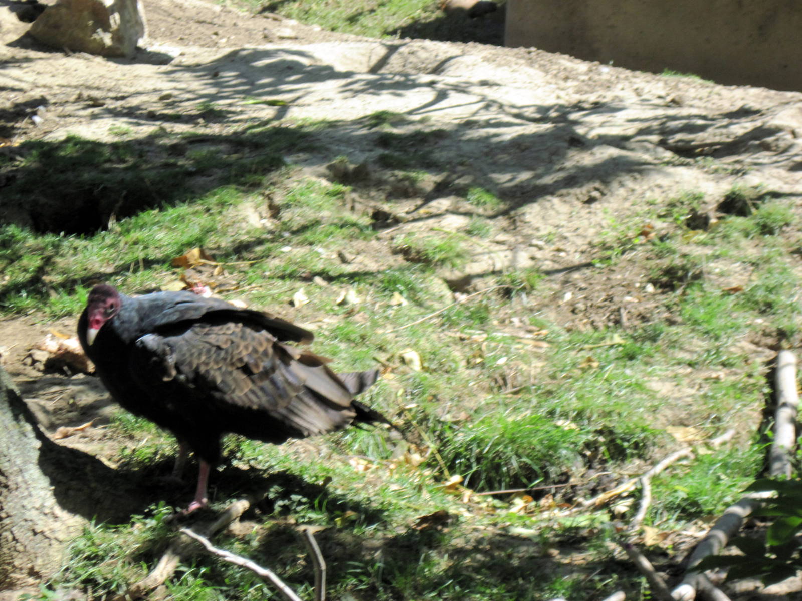 Turkey Vulture