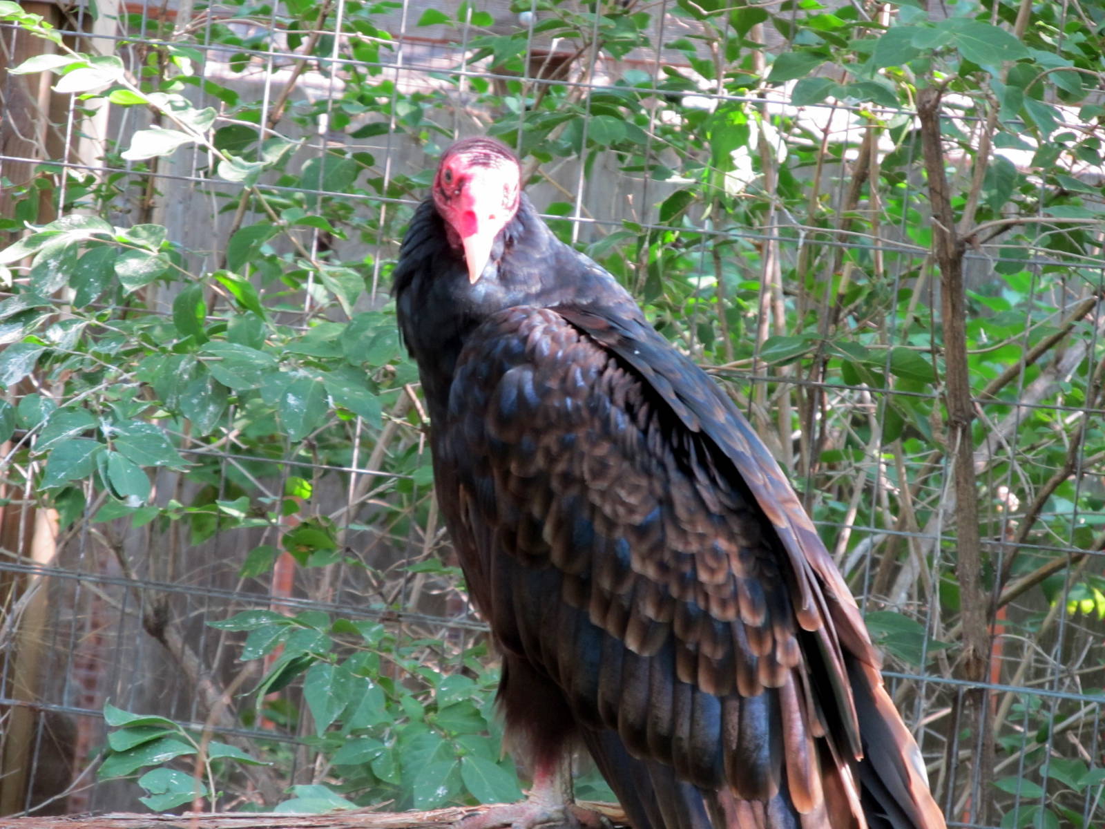Turkey Vulture