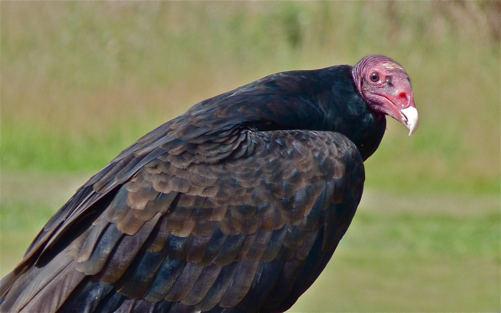 Turkey Vulture