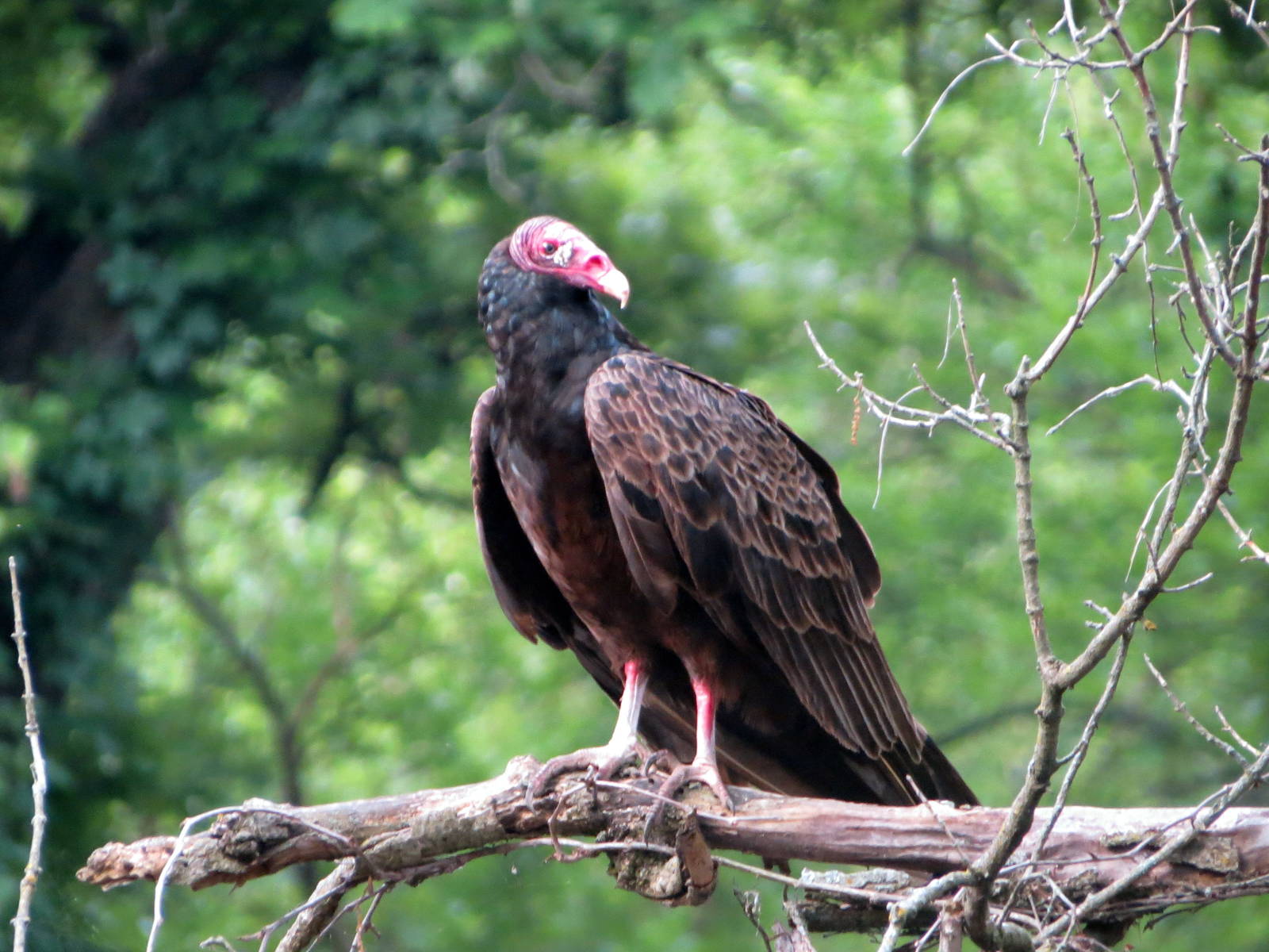 Turkey Vulture