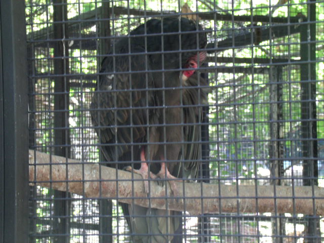 Turkey Vulture