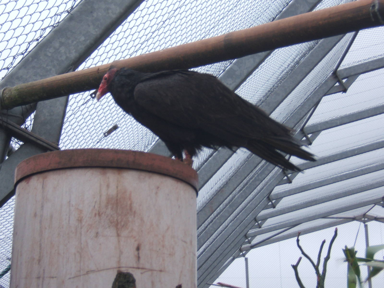 Turkey Vulture
