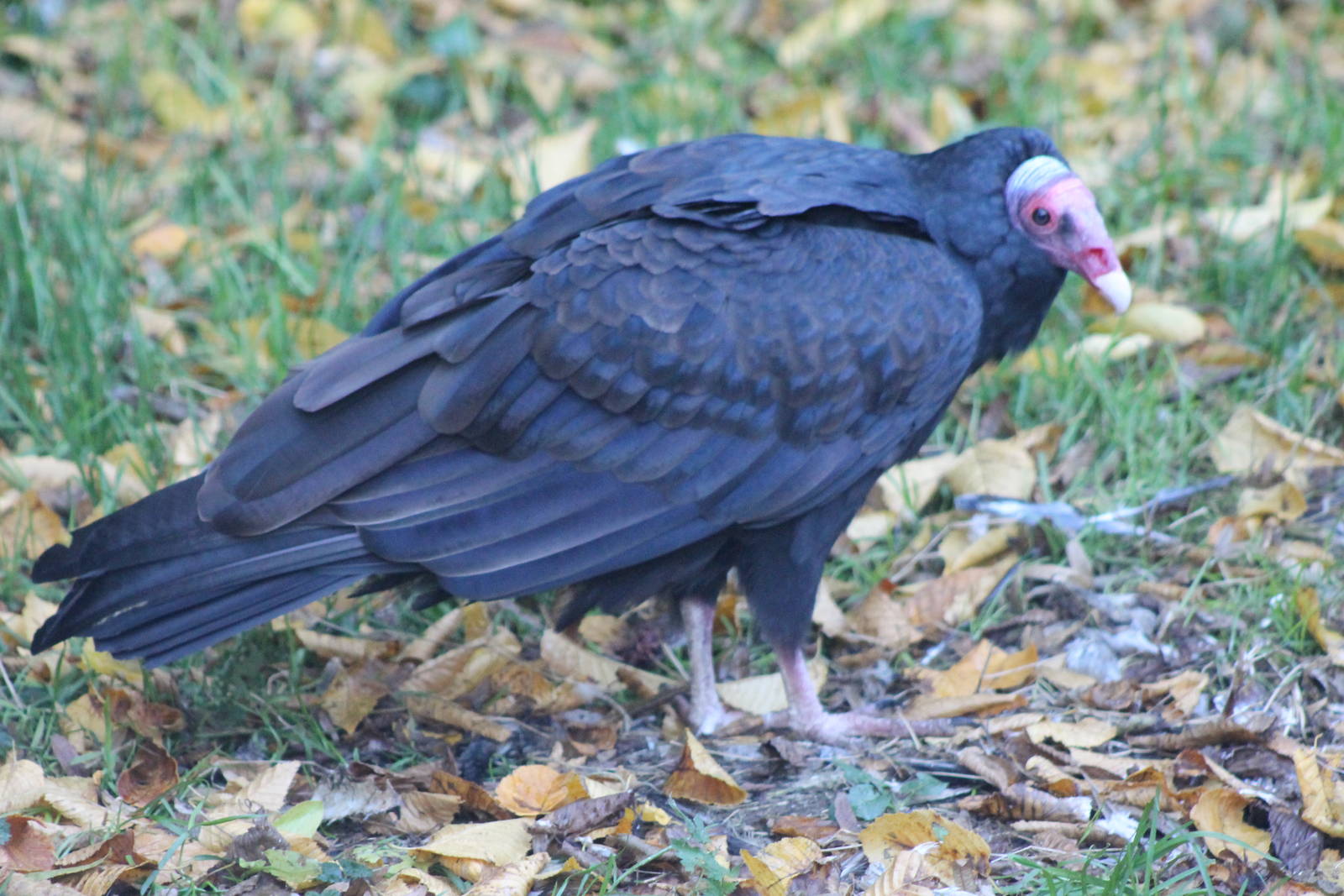 turkey vulture