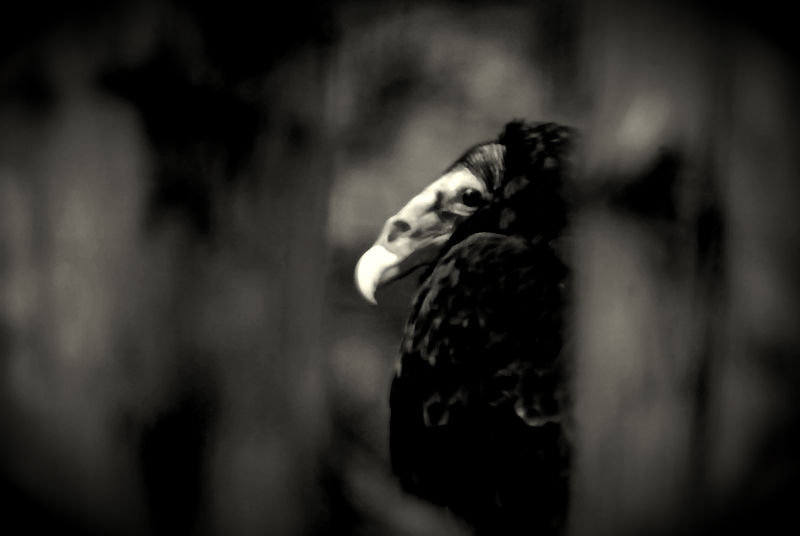 Turkey vulture