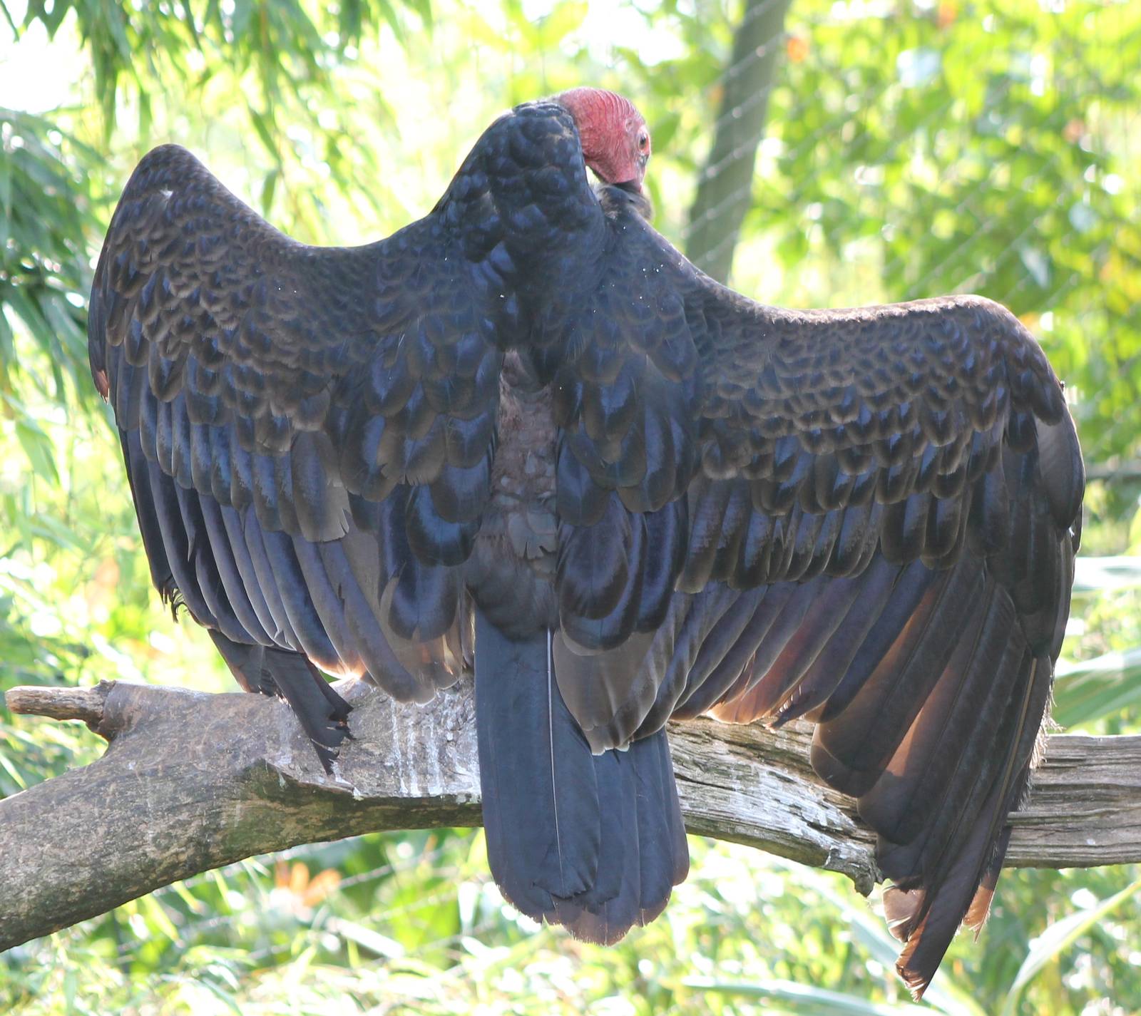 Turkey vulture