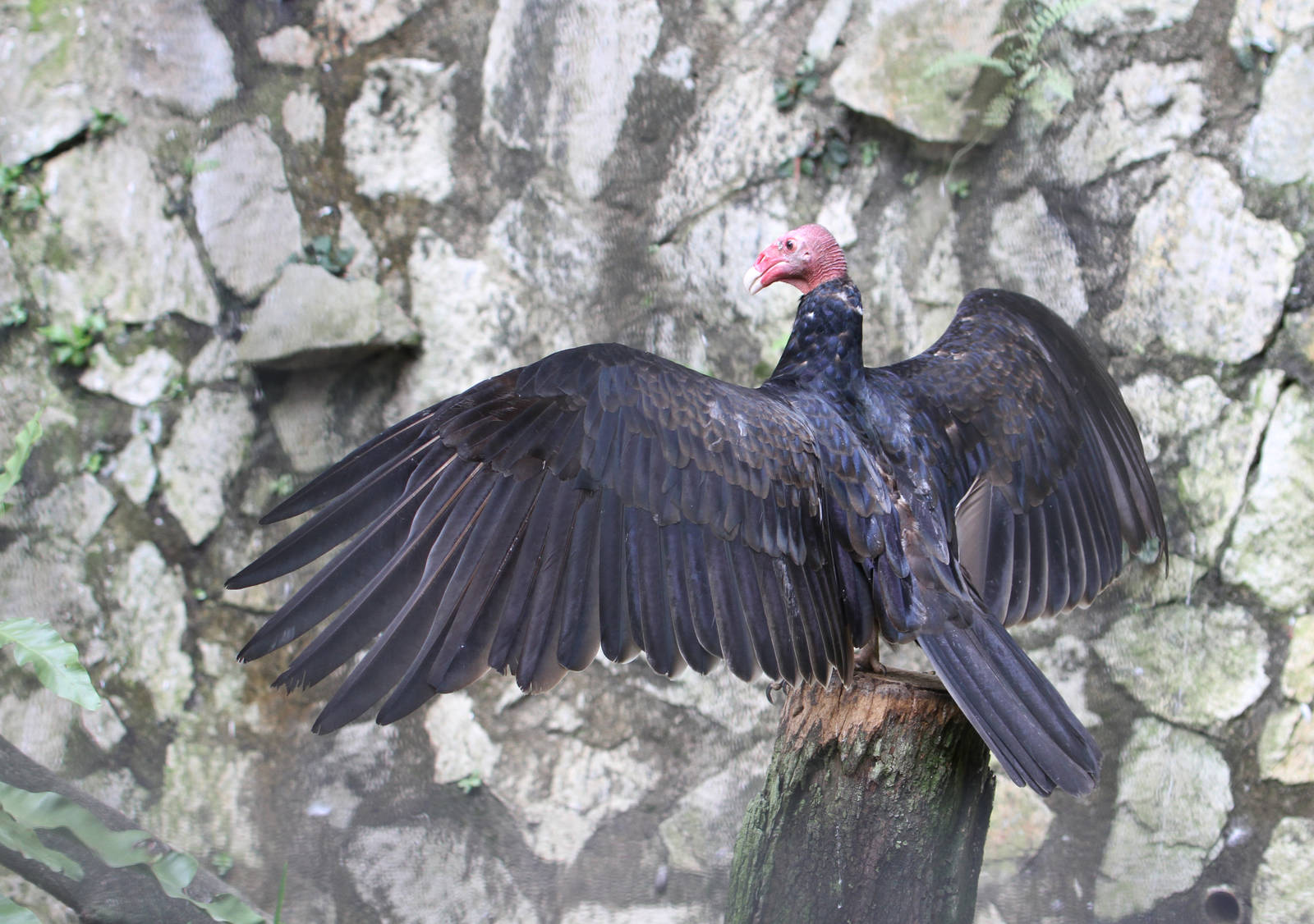 Turkey Vulture