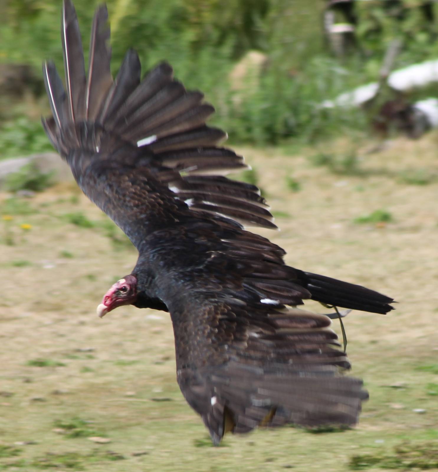 Turkey vulture