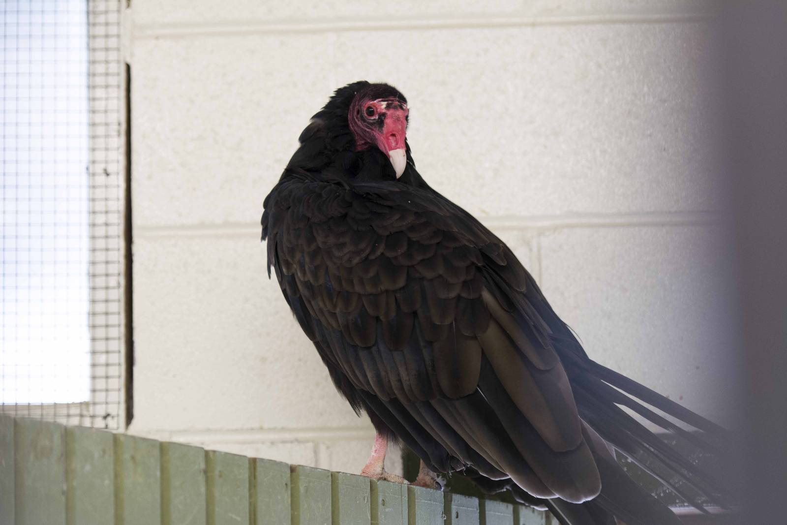 Turkey Vulture