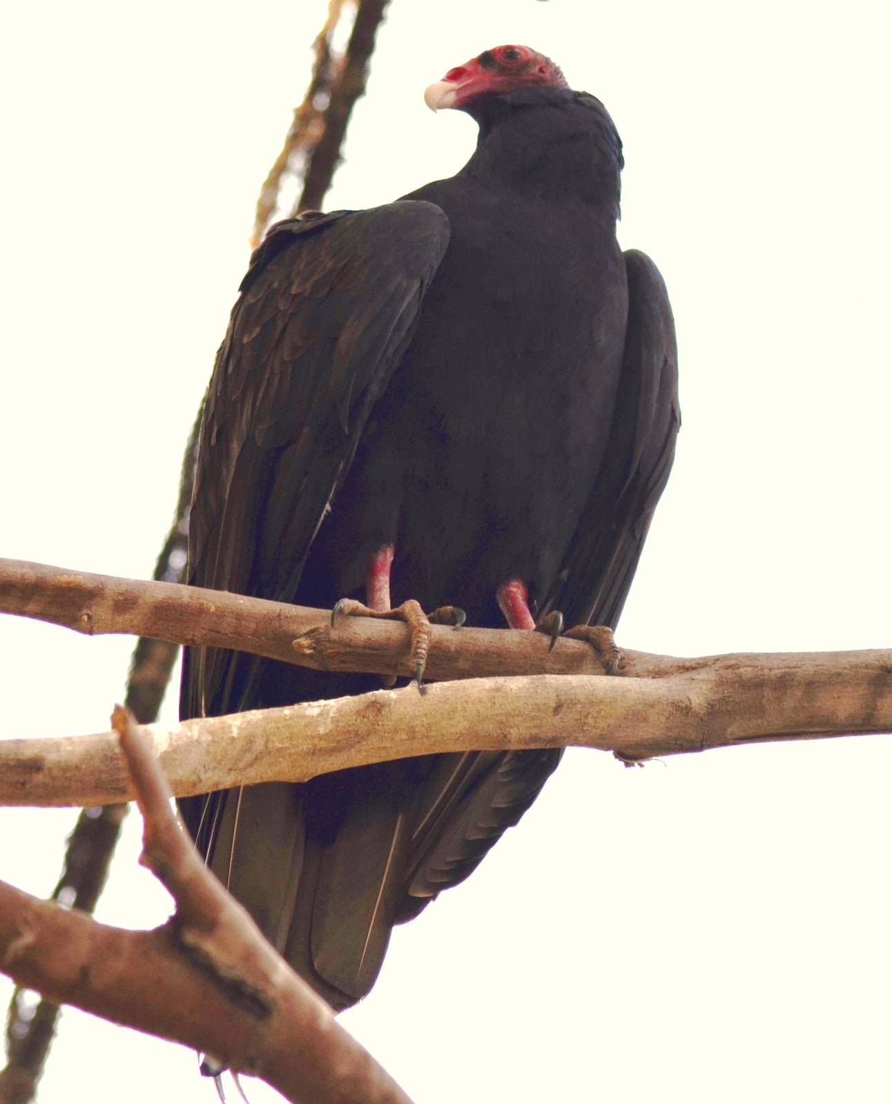 Turkey Vulture