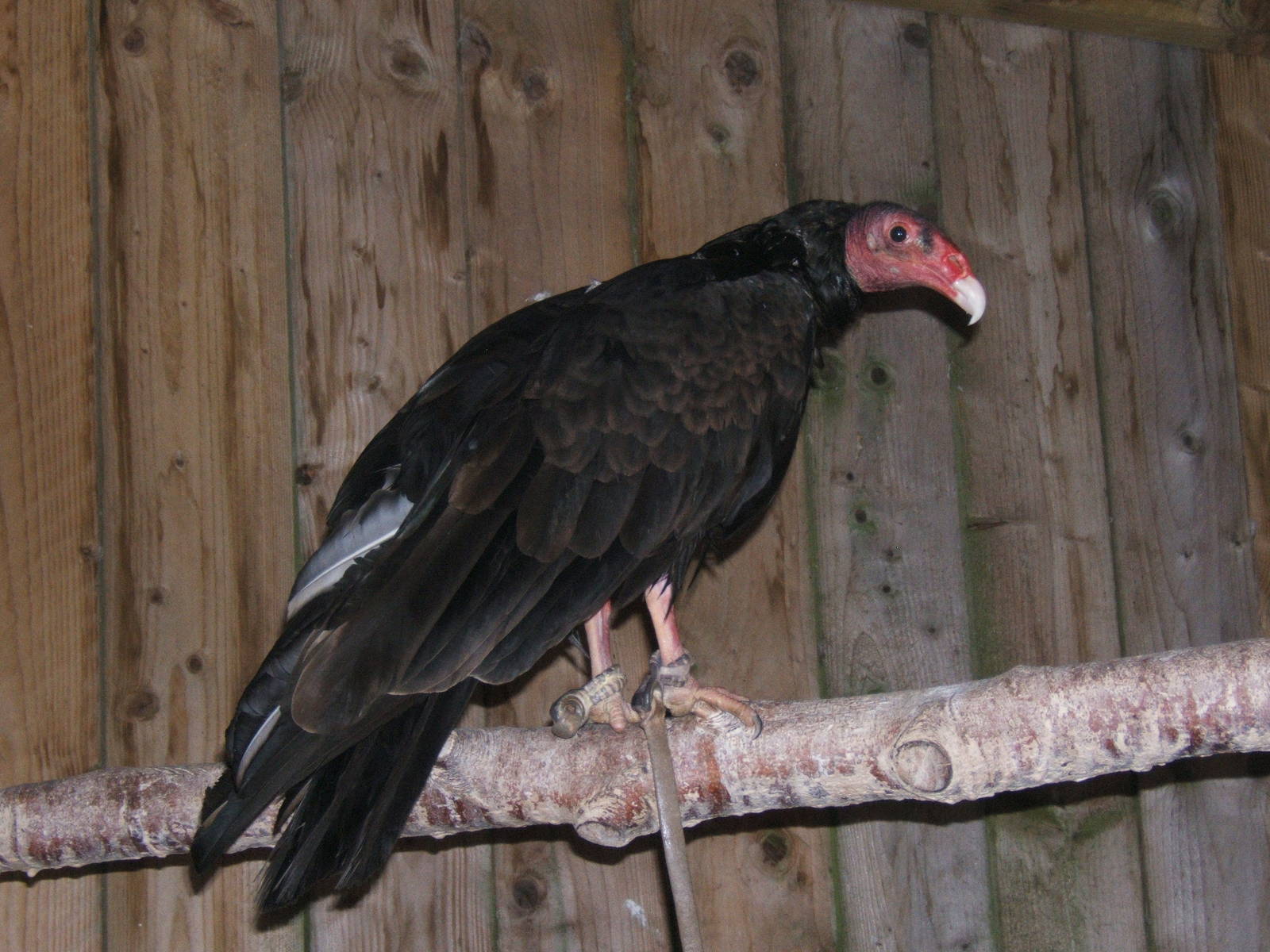 Turkey Vulture