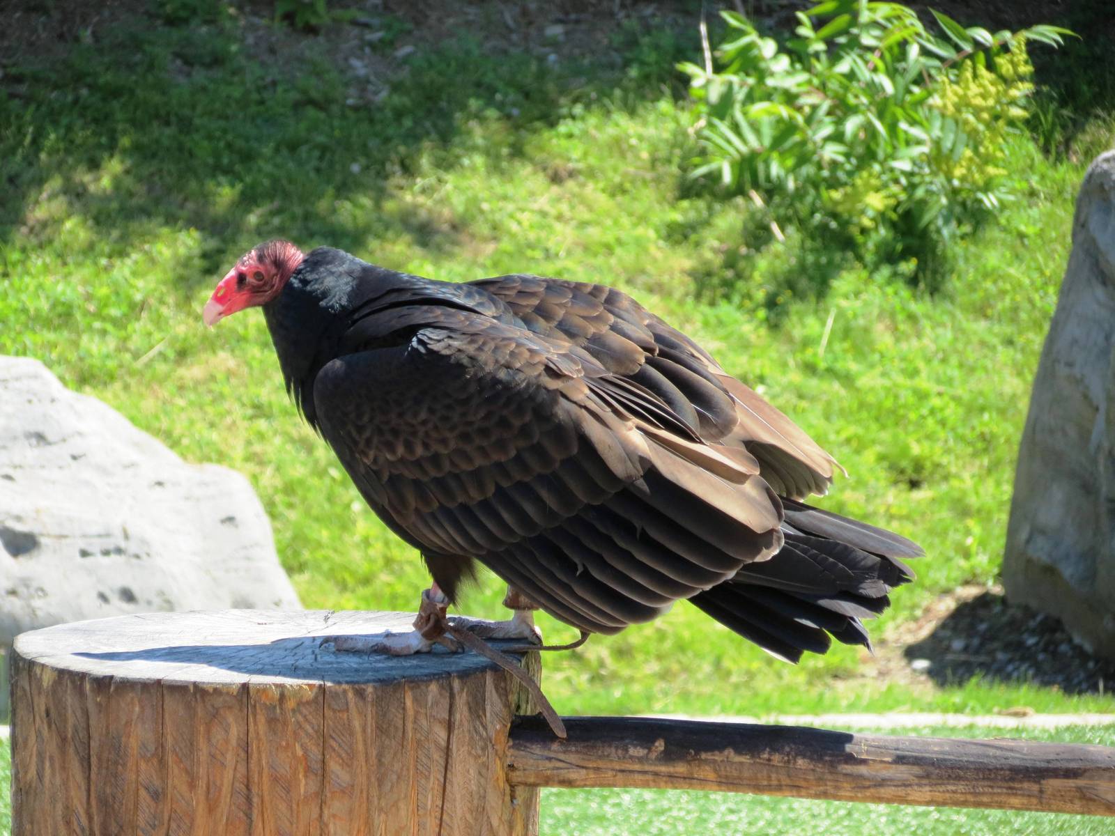 Turkey Vulture