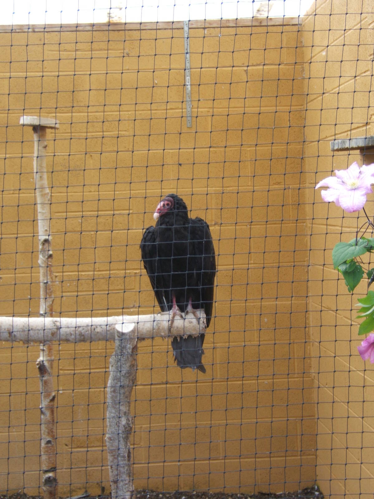 Turkey Vulture