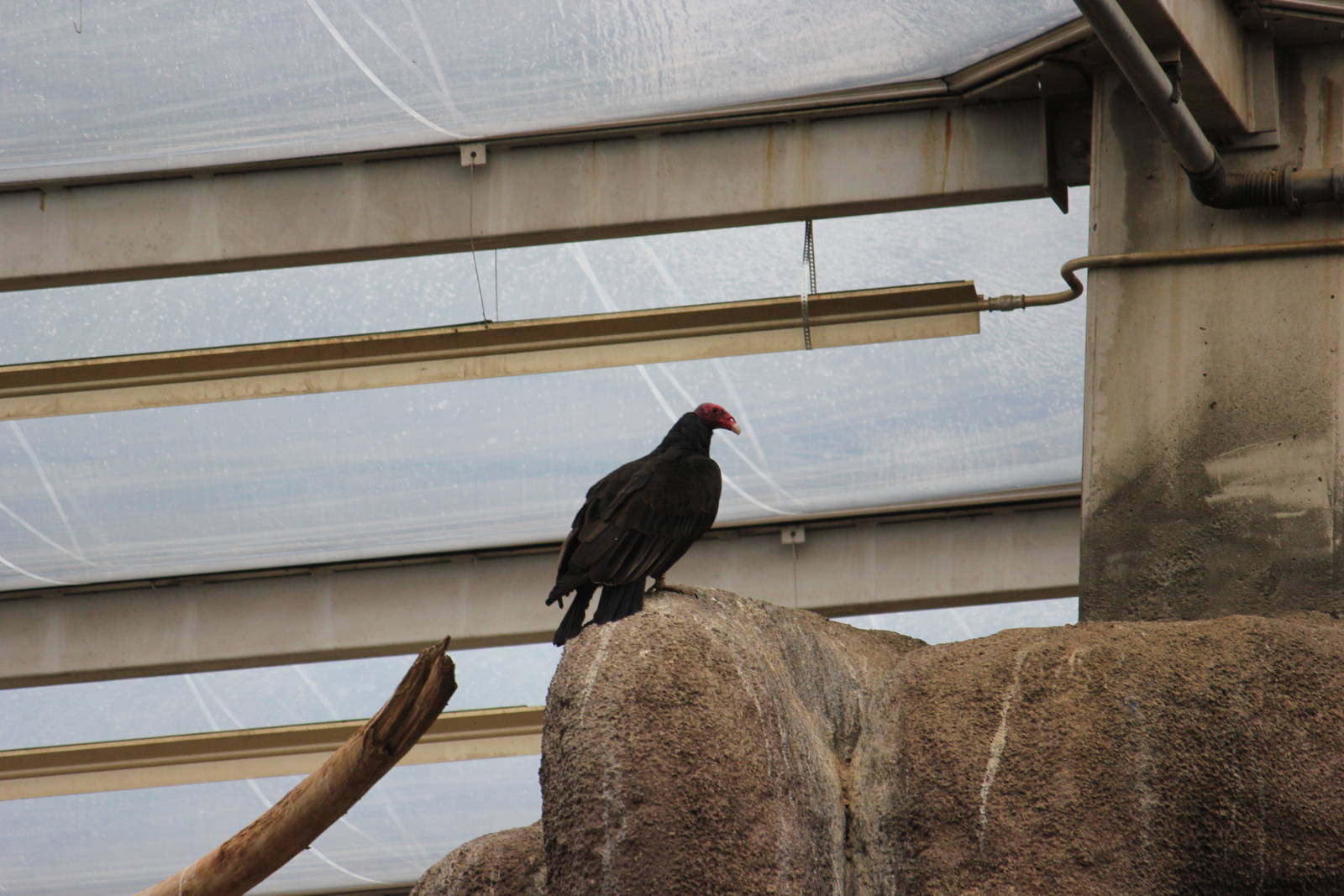 Turkey vulture