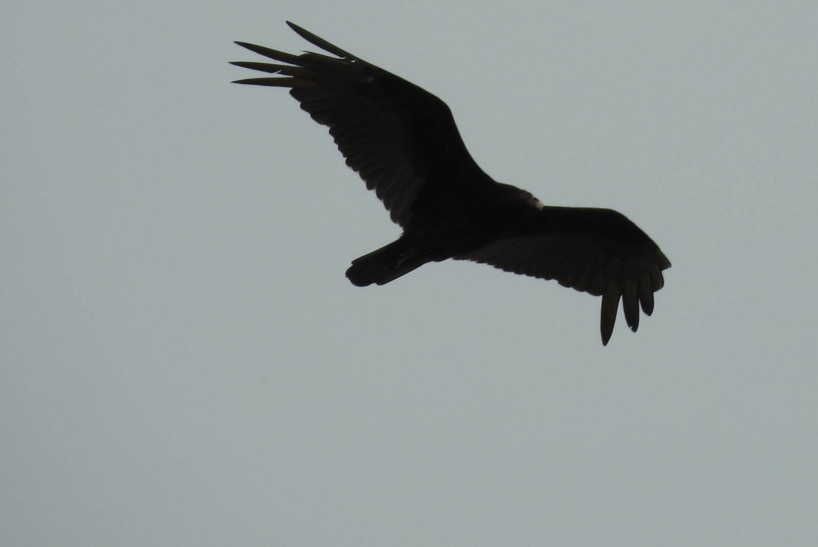Turkey Vulture