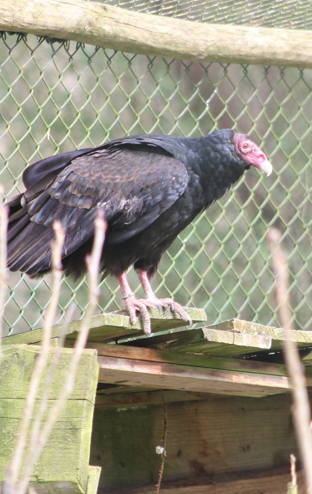 Turkey vulture