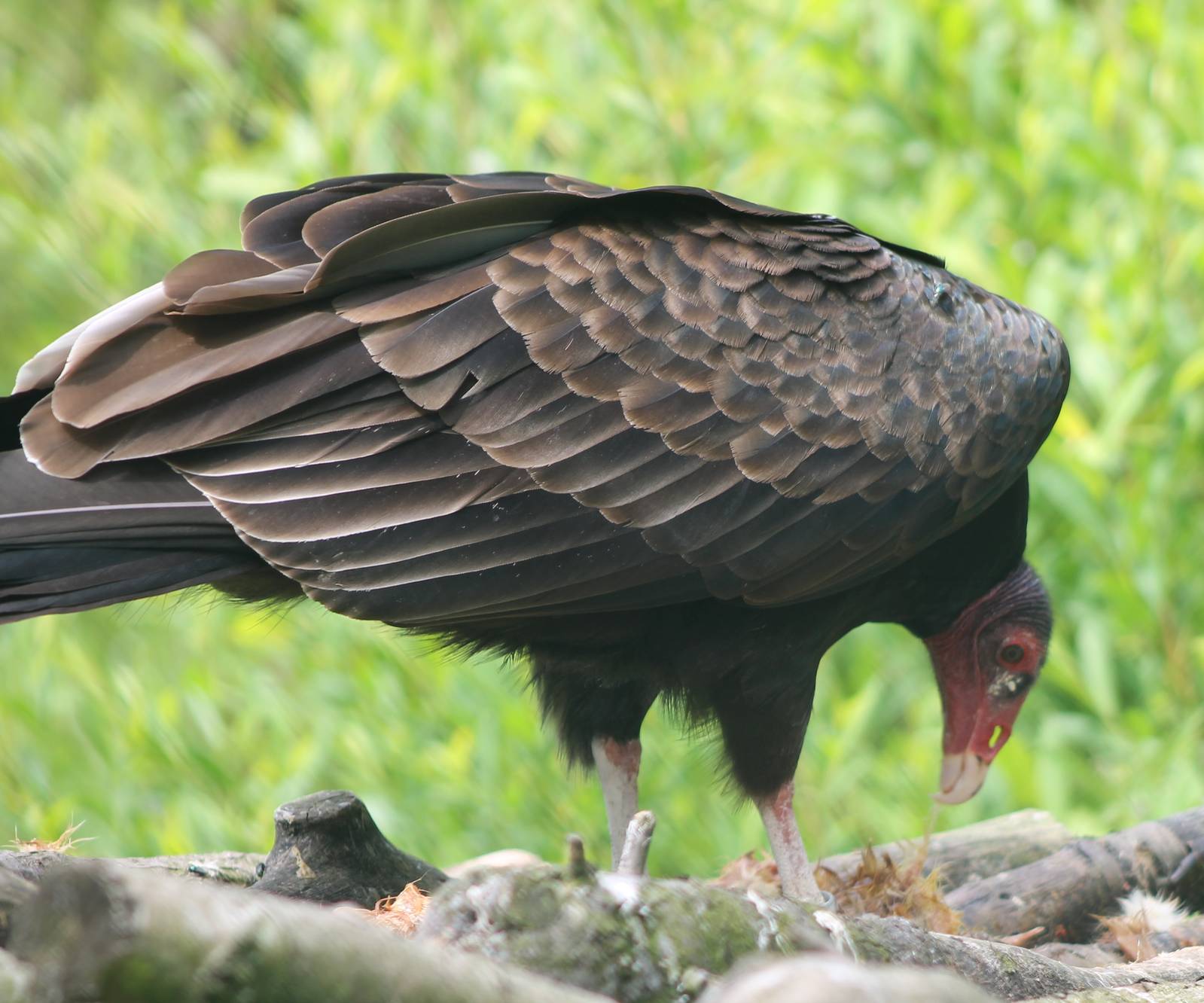 Turkey vulture