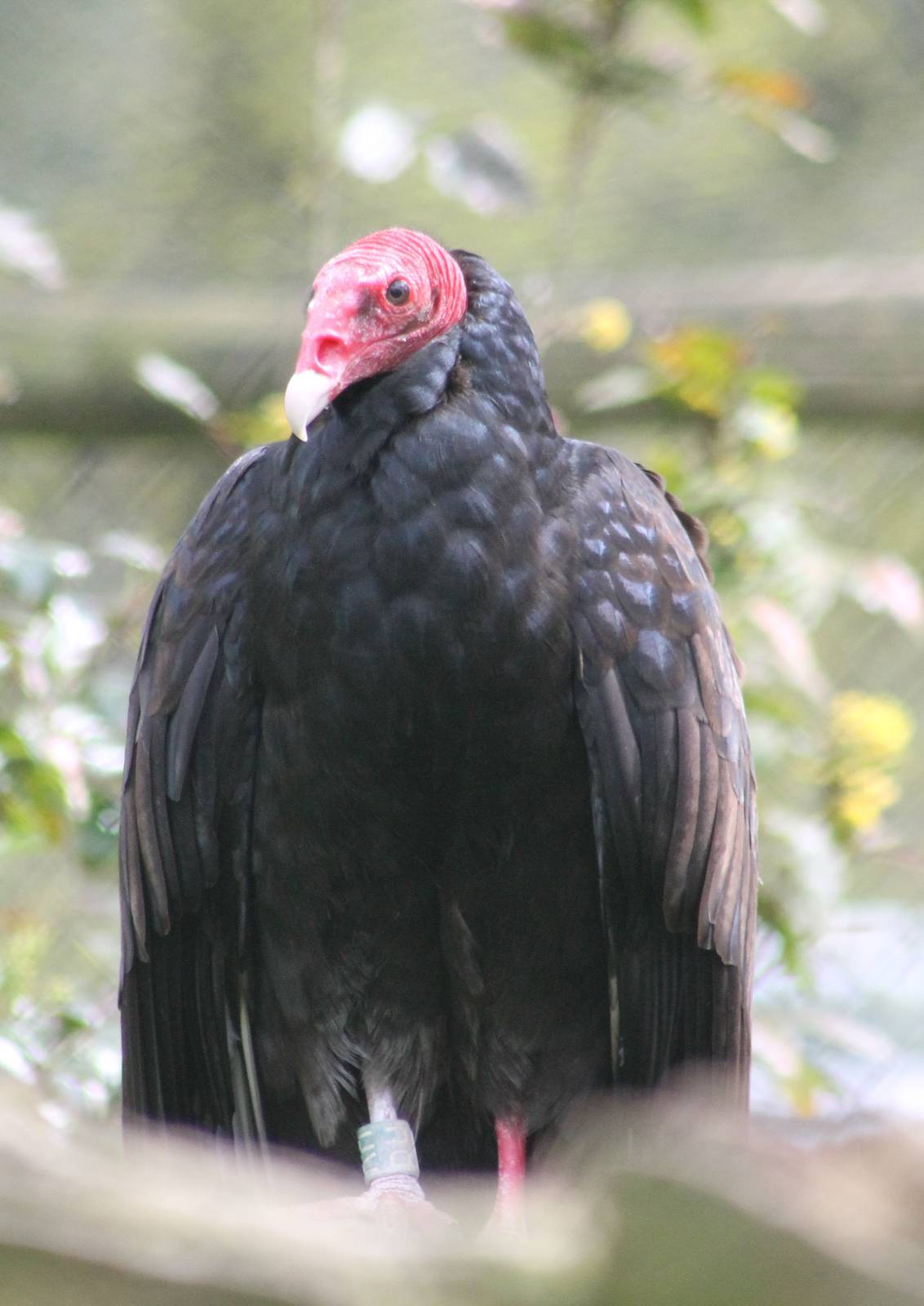 Turkey vulture
