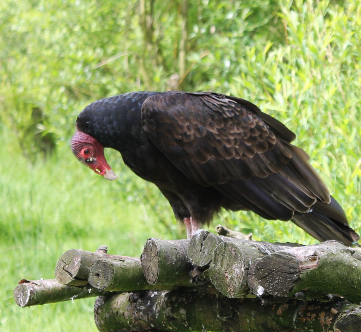 Turkey vulture