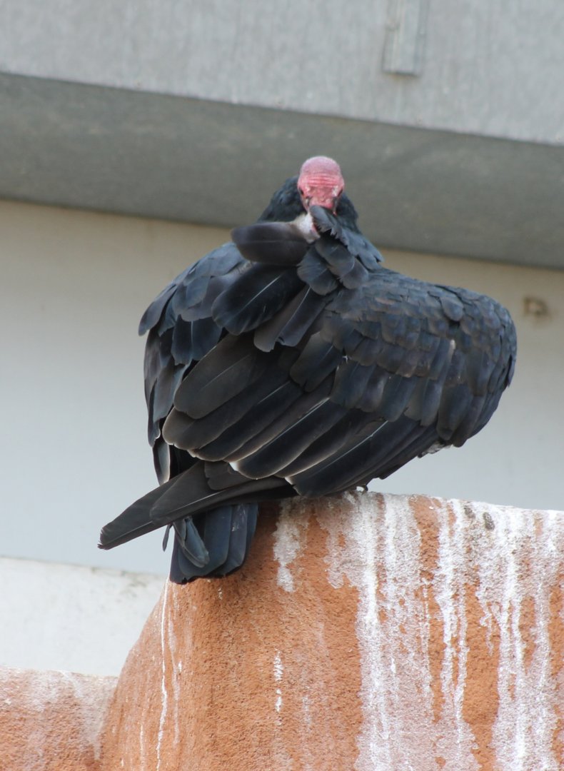 Turkey vulture