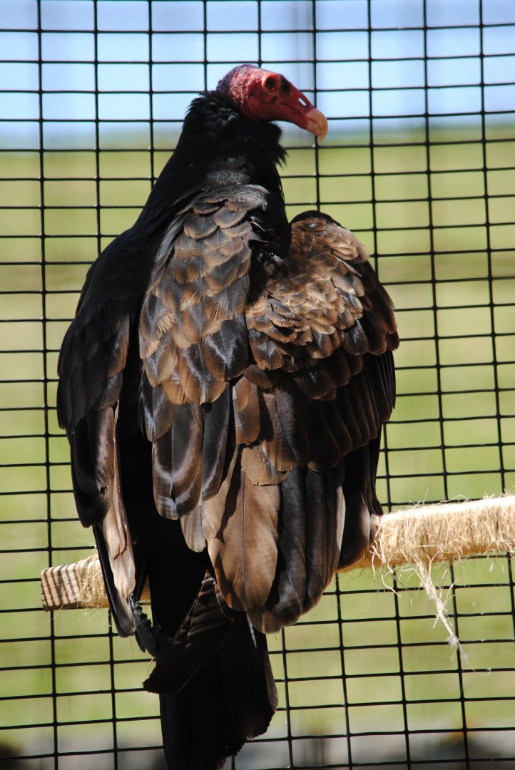 Turkey Vulture