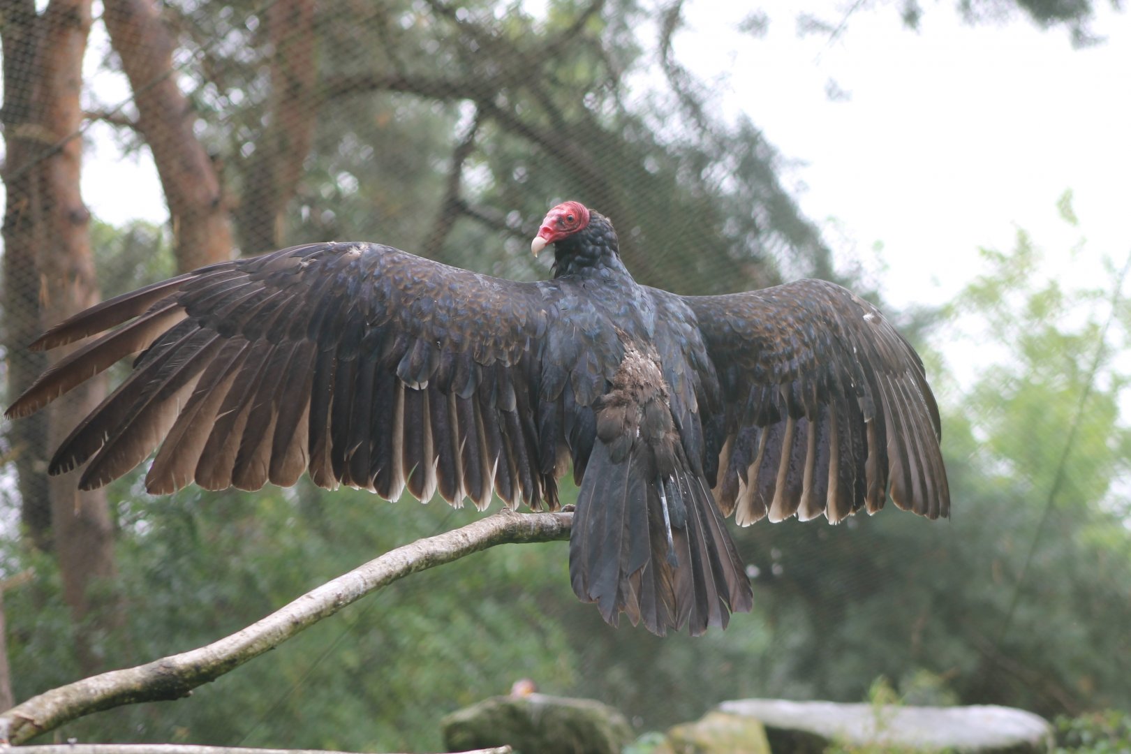 Turkey vulture