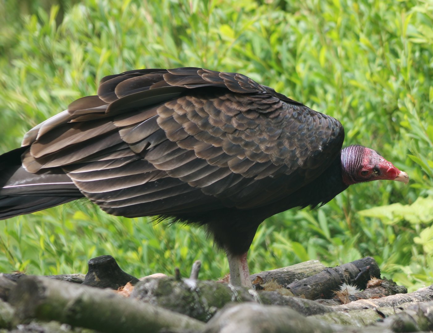 Turkey vulture