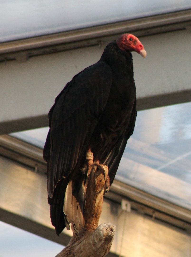 Turkey vulture