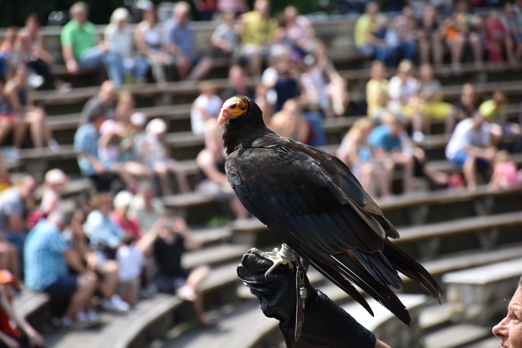 Turkey vulture