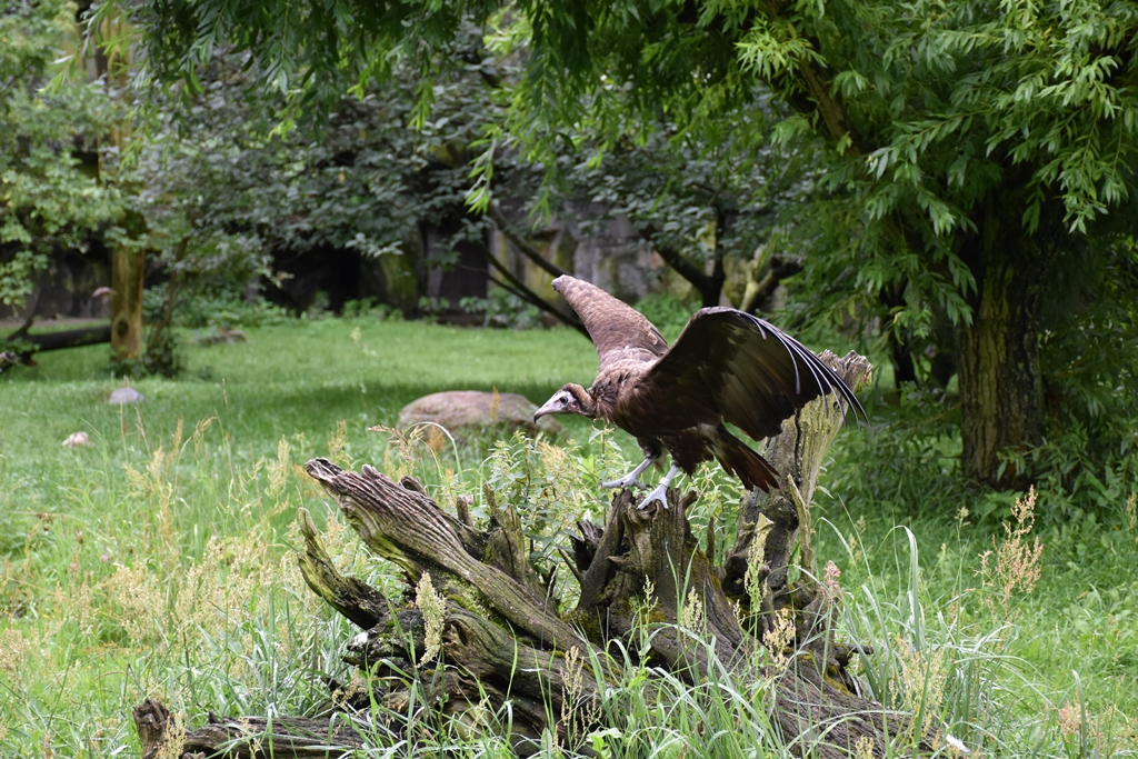 Turkey vulture