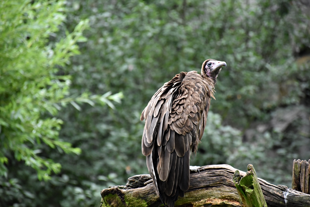 Turkey vulture