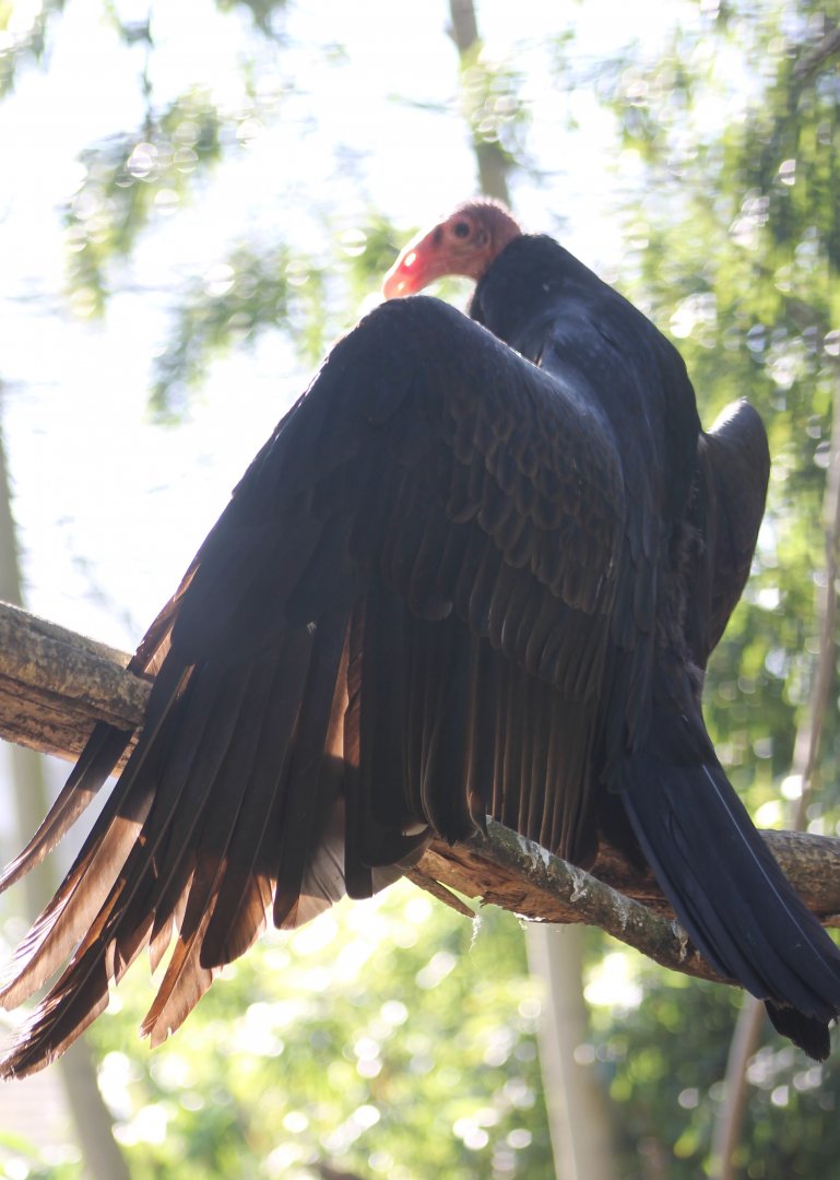 Turkey vulture