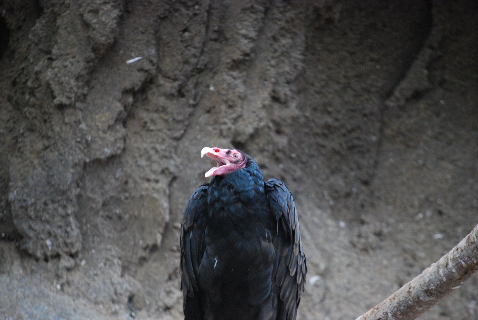 Turkey Vulture