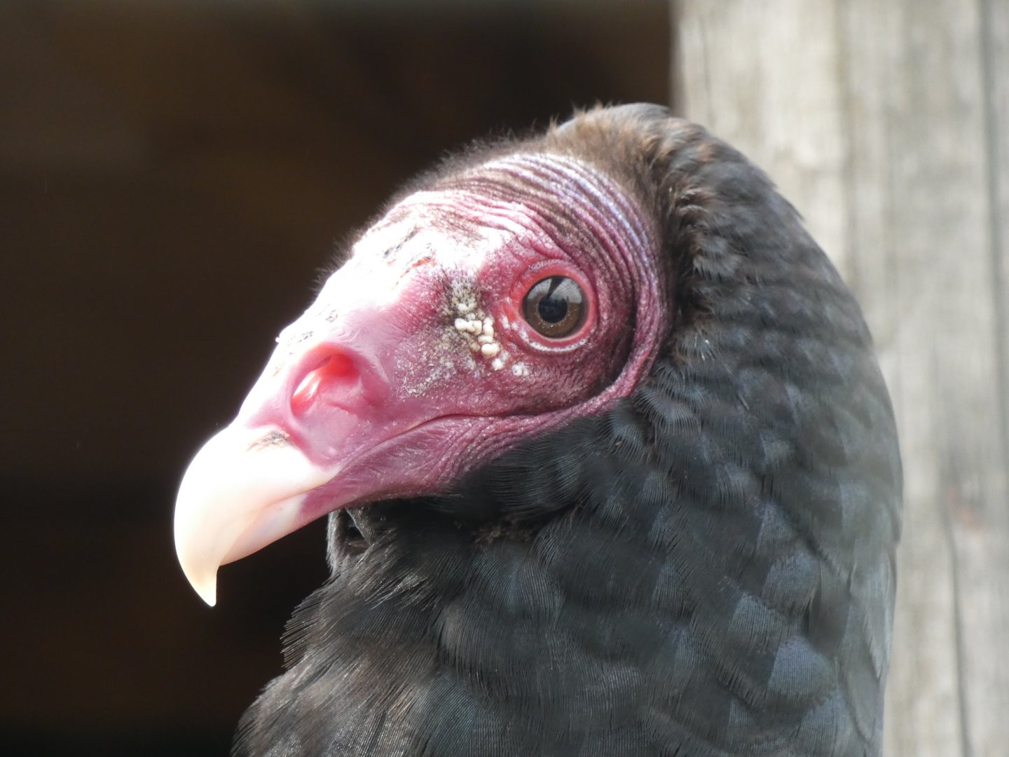 Turkey Vulture