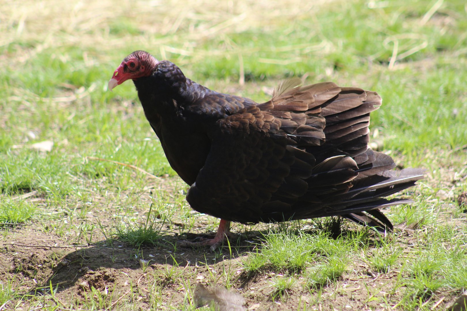 Turkey Vulture