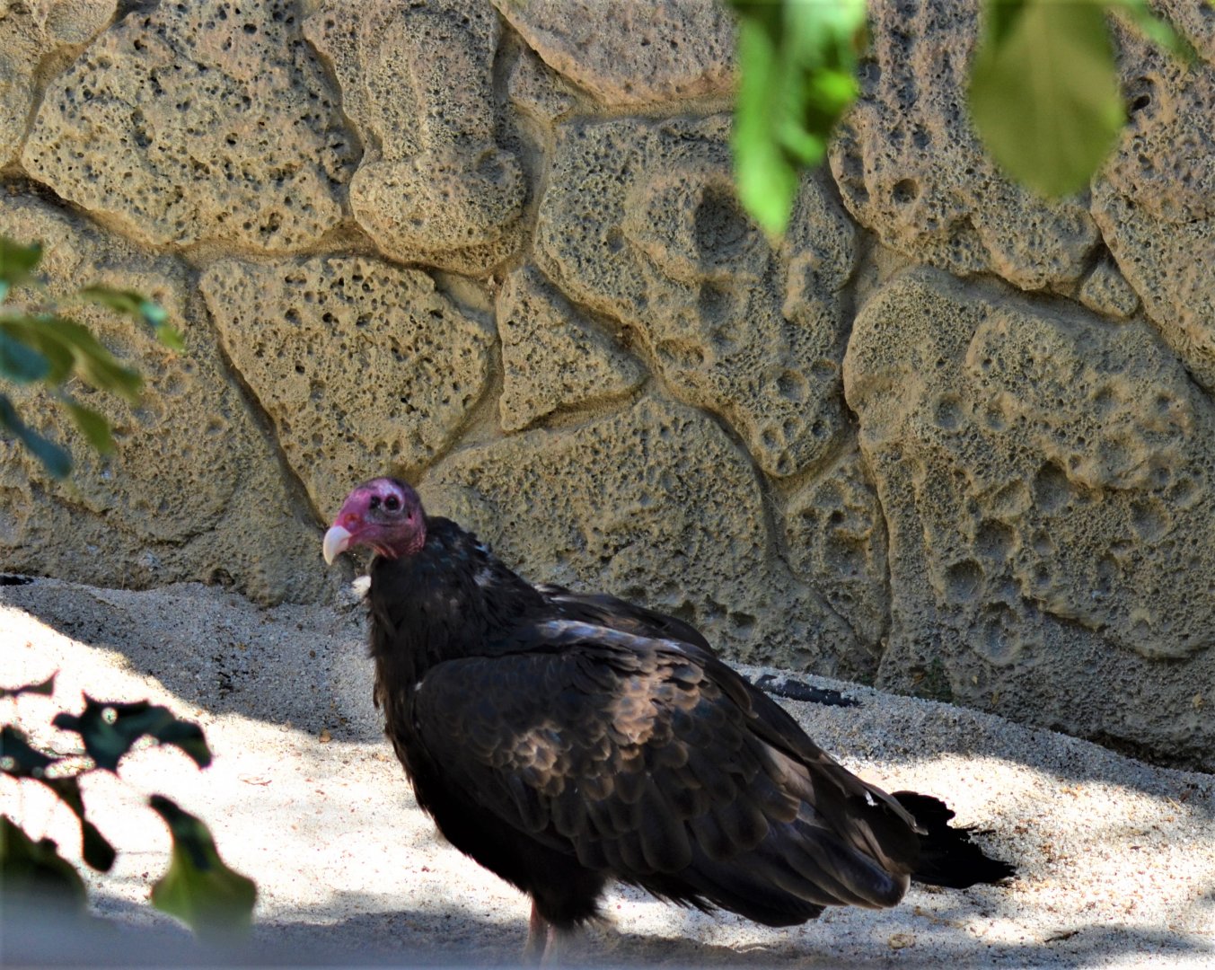 Turkey Vulture