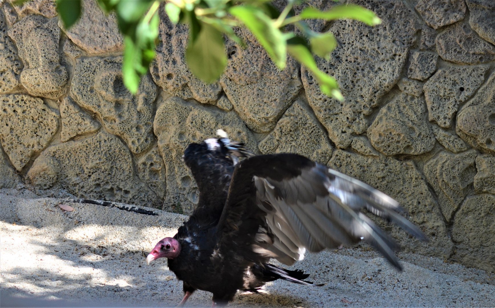 Turkey Vulture