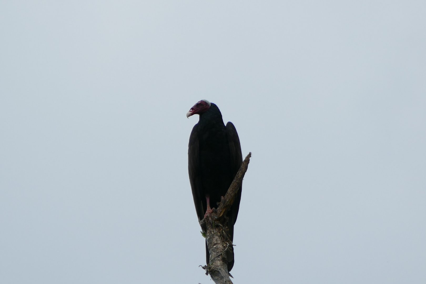 Turkey Vulture
