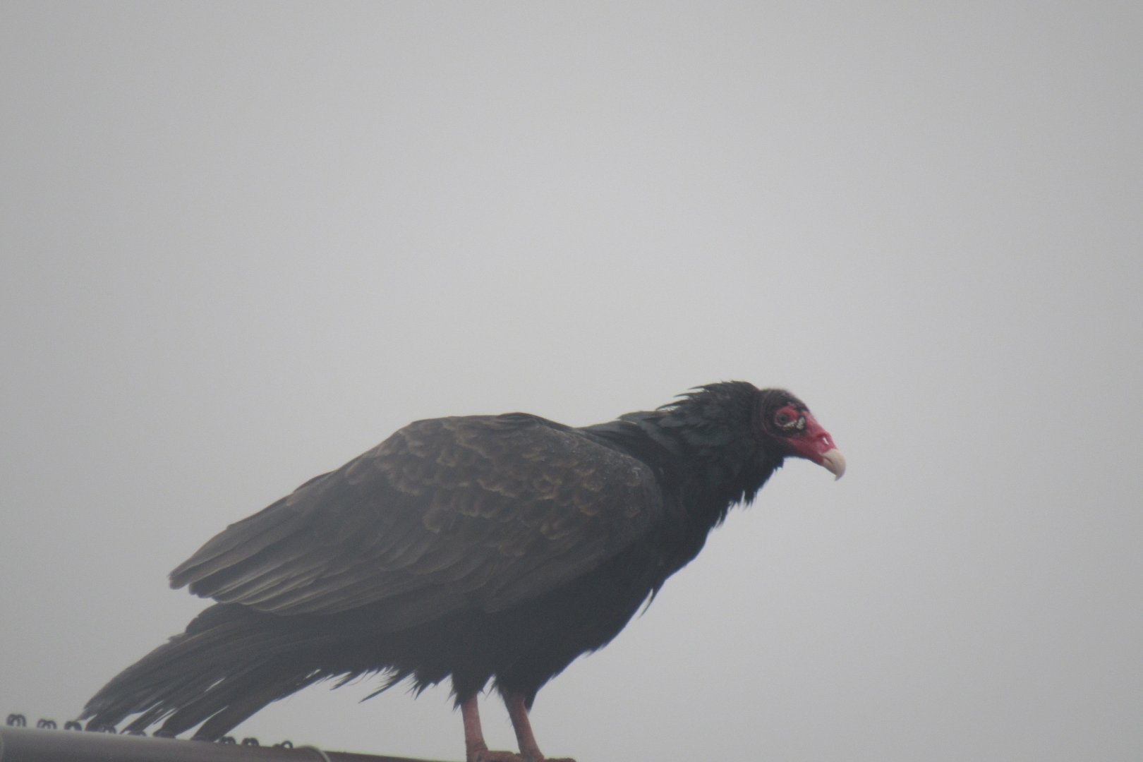turkey vulture