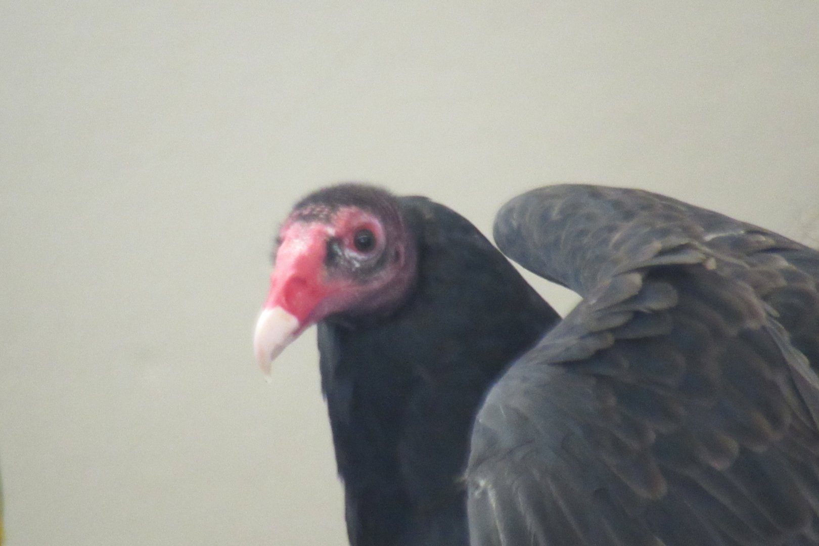 turkey vulture