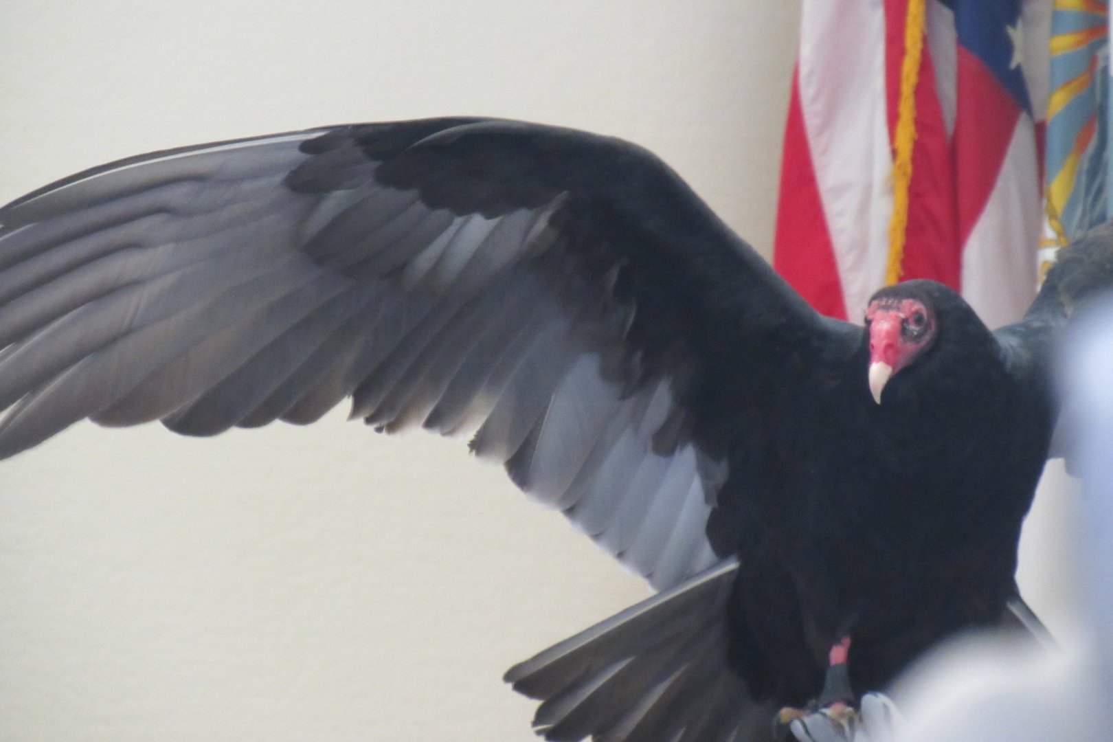 turkey vulture