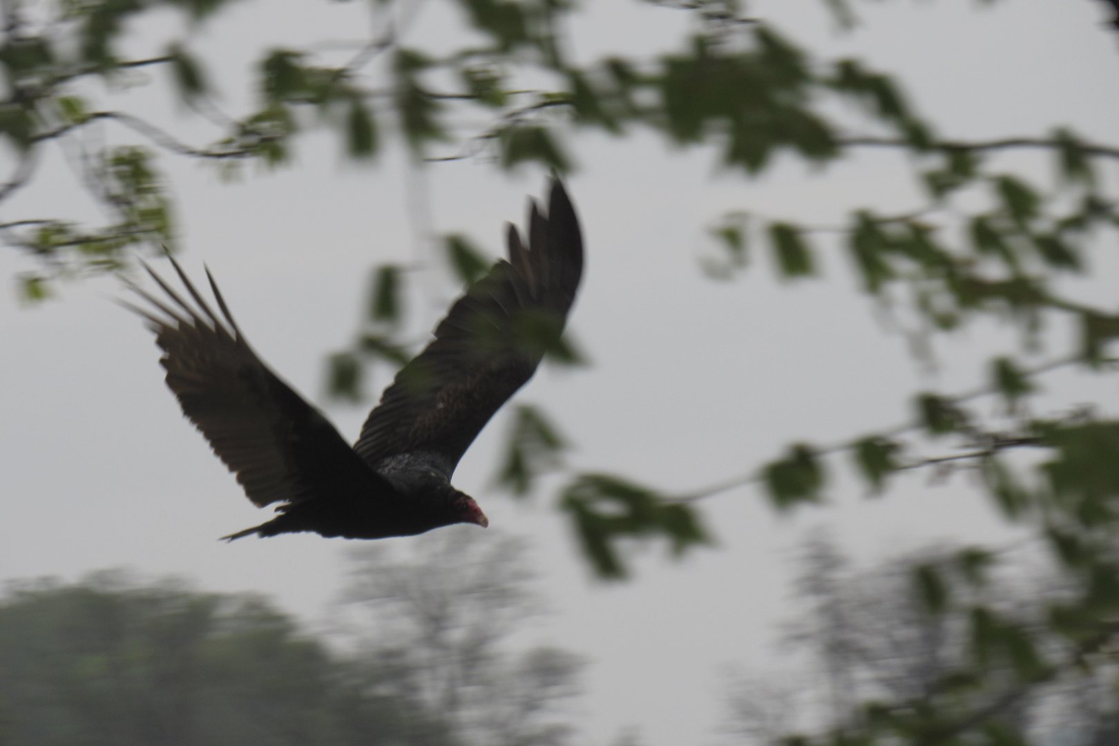 turkey vulture