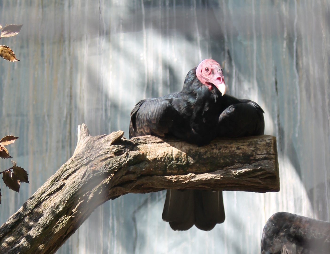 Turkey vulture