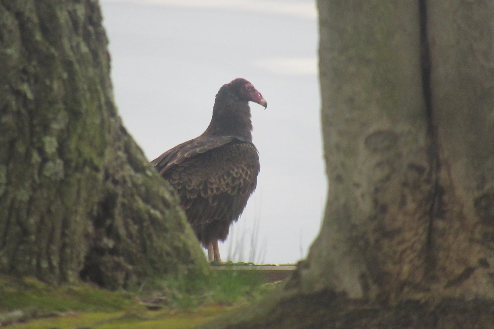 turkey vulture