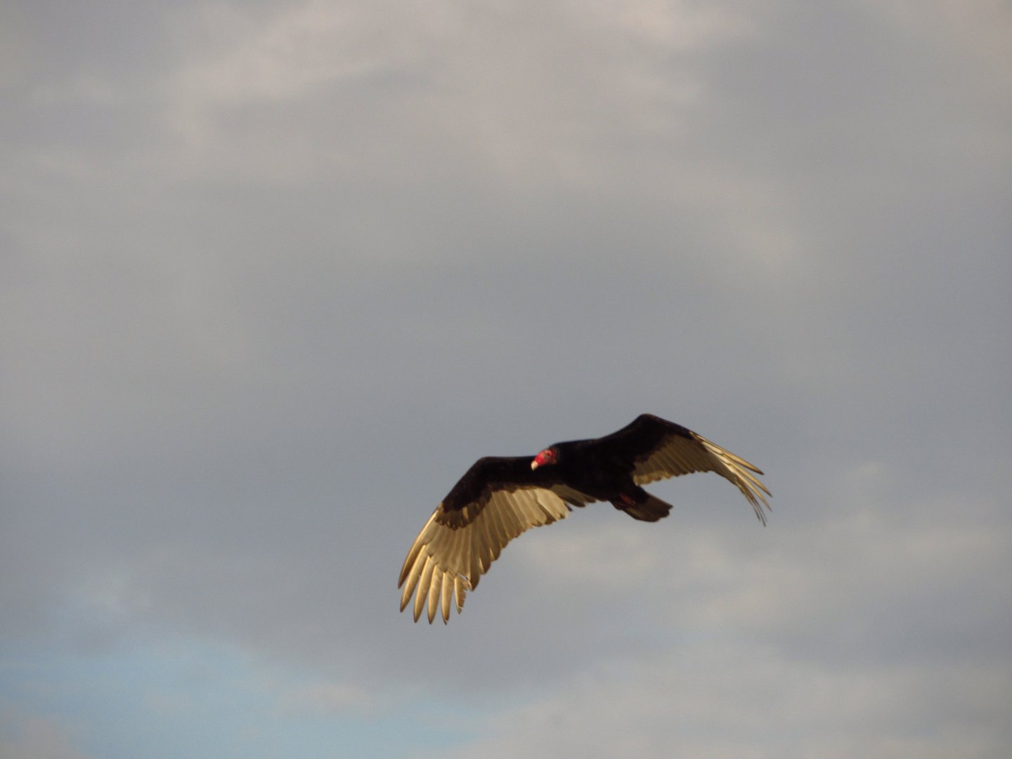 Turkey Vulture
